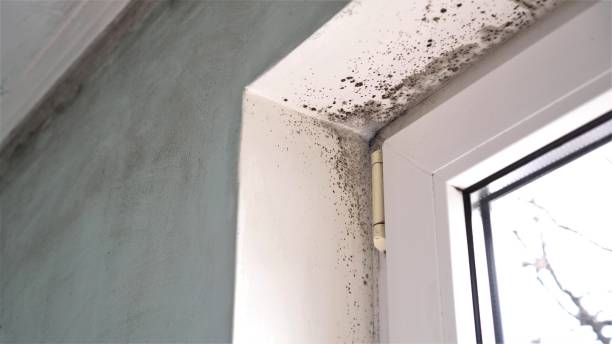 Best Mold Removal Process  in Eatons Neck, NY