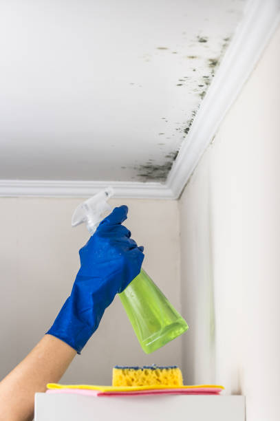 Best Residential Mold Removal  in Eatons Neck, NY